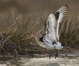 Grutto - Blacktailed Godwit - Limosa limosa