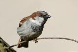 Huismus - House sparrow - Passer domesticus