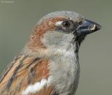 Huismus - House sparrow - Passer domesticus