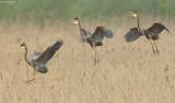 Purperreiger - Purple Heron - Ardea purpurea