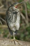 Groene Reiger - Green Heron - Butorides virescens