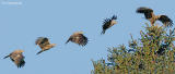 Schreeuwarend - Lesser spotted eagle - Aguila pomarina