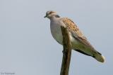 Zomertortel - Turtle dove - Streptopelia turtur