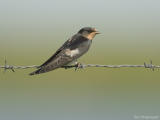 Boerenzwaluw - Barn swallow - Hirundo rustica	