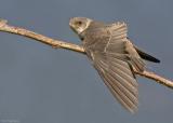 Oeverzwaluw - Sand martin - Riparia riparia