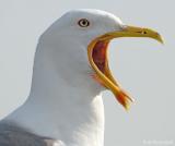 Kleine mantelmeeuw - Lesser black-backed gull - Larus fuscus
