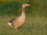 Grauwegans - Greylag goose - Anser anser