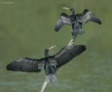 Aalscholver - Great cormorant - Phalacrocorax carbo