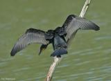 Aalscholver - Great cormorant - Phalacrocorax carbo