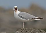 Zilvermeeuw - Herring gull - Larus argentatus