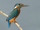 IJsvogel - Common kingfisher - Alcedo atthis