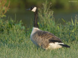 Canadese Gans - Canada Goose - Branta canadensis