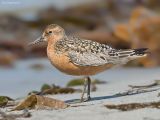 Kanoet - Knot - Calidris canutus