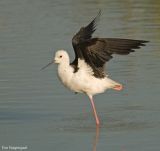 Steltkluut - Blackwinged stilt - Himantopus Homantopus