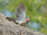 Palm tortel - Laughing dove - Streptopelia senegalensis