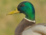 Wilde eend - Mallard - Anas platyrhynchos