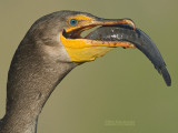 Geoorde Aalscholver - Double-crested Cormorant - Phalacrocorax auritus