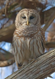 Gestreepte Bosuil - Barred Owl - Strix varia