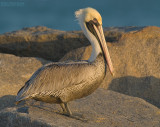 Bruine Pelikaan - Brown Pelican - Pelecanus occidentalis