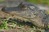 Amerikaanse alligator - American Alligator - Alligator mississippiensis