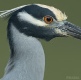 Geelkruinkwak - Yellow-crowned Night-Heron - Nyctanassa violacea