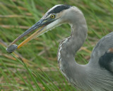 Amerikaanse Blauwe Reiger - Great Blue Heron - Ardea herodias