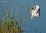 Witbuikreiger - Tricolored Heron - Egretta tricolor