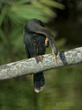 Amerikaanse Slangenhalsvogel - Anhinga - Anhinga anhinga