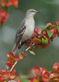 Spotlijster - Northern Mockingbird - Mimus polyglottos