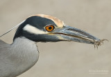 Geelkruinkwak - Yellow-crowned Night-Heron - Nyctanassa violacea