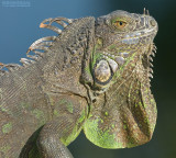Groene Leguaan - Green Iguana - Iguana iguana