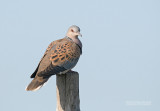 Zomertortel - Turtle dove - Streptopelia turtur