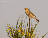 Fitis - Willow warbler - Phylloscopus trochilus