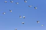 Birds-20051228030.jpg