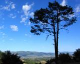 Coniferous silhouette