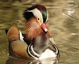 The Mandarin