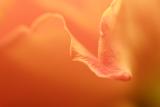 Fragile