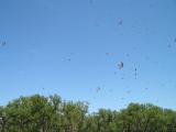 S Dakota - White River swallows