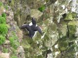 Bempton Cliffs