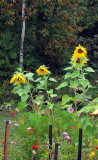 Sunflowers, Zinnias, Cosmos and the Ubiquitous Birch