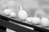 Little Pumpkins on a Rail