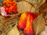 Fallen Leaves on Pine Needles #2