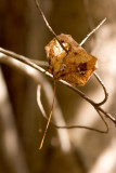 Pierced Brown Leaf