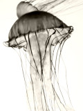 Jellyfish #4