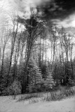 Evening Trees