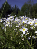 Bluets, low angle