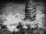 Ferns by Birch