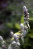 Lambs Ear Blossom