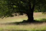 Tree Near Little Long Pond