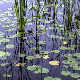 Lilies and Reeds in Little Long Pond